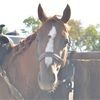 vogecheyenne